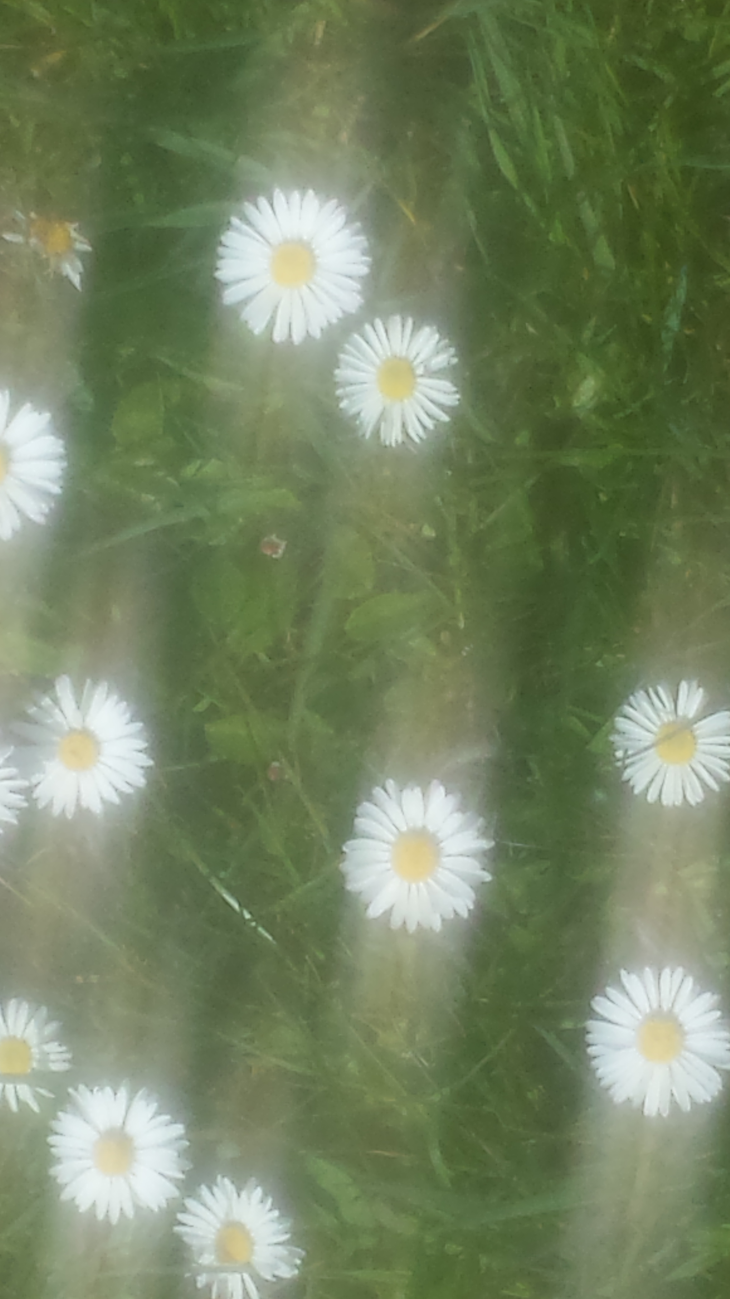 daisies